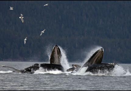 Humpback whales Petersburg Alaska