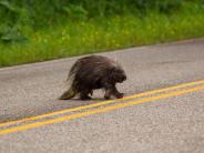 Porcupine Xing