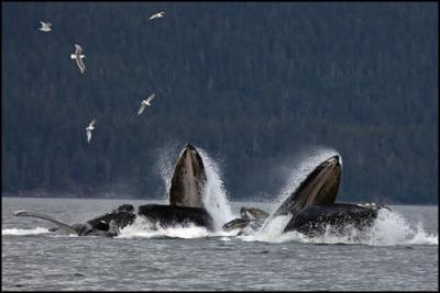 Humpback whales Petersburg Alaska